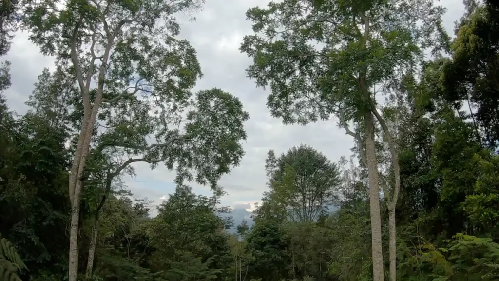 Introspección en el bosque nativo de la Reserva Nidaka, un santuario natural.
