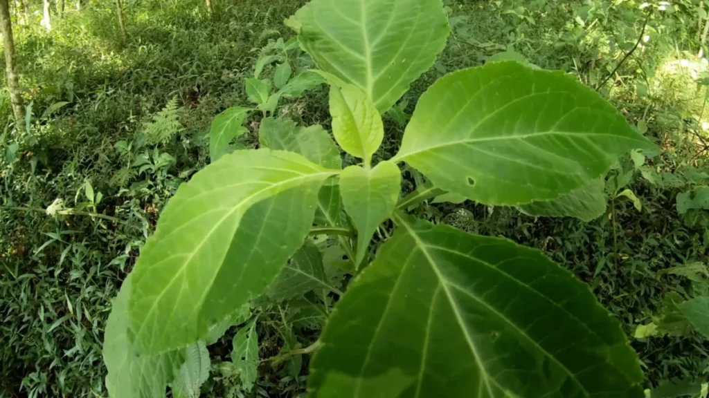 Salvia divinorum, medicina sagrada con Cuerpo Vibrante.